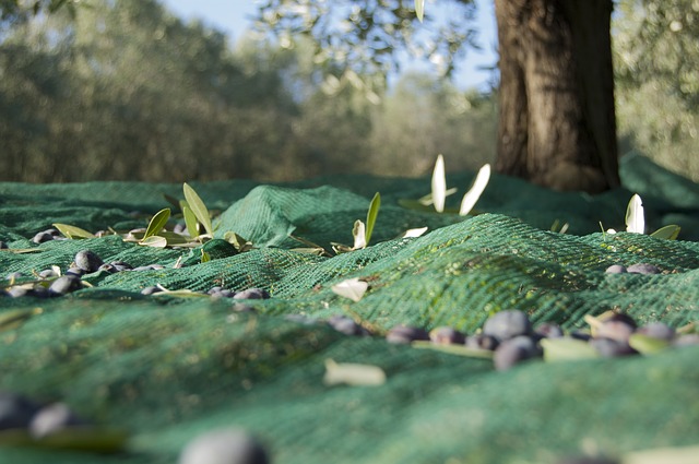 Harvesting Olives