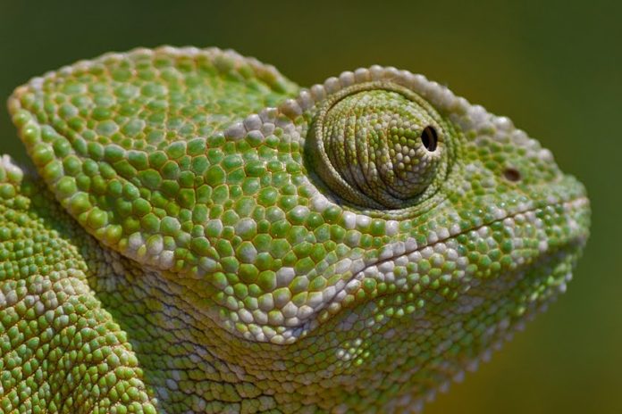 Mediterranean Chameleon Mediterranean Chameleon