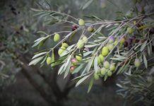 Olives