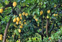 Crackers Maracas Lemons in the Lush Lecrin Valley