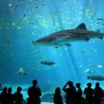 Sealife