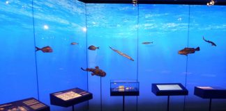 Museum of Nerja