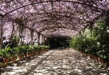 The Wisteria Path at Malaga's Botanical Gardens
