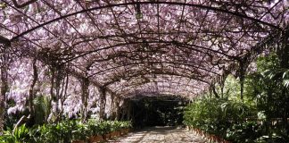 The Wisteria Path at Malaga's Botanical Gardens
