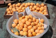 Nispero Fruit Loquat or Nispero Fruit