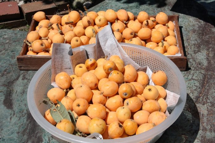 Loquat or Nispero Fruit