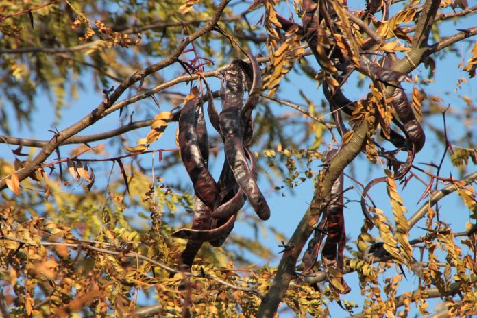 Carob or Algarrobo Pods Carob or Algarrobo Pods