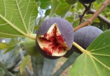 Figs Ripe fig on a fig tree