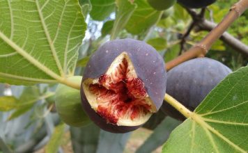 Ripe fig on a fig tree