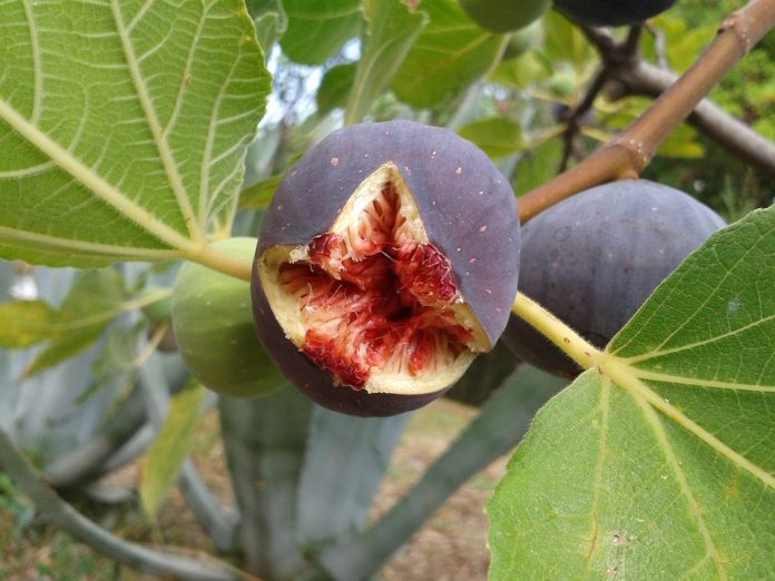 Ripe fig on a fig tree Ripe fig on a fig tree