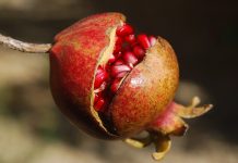 pomegranate recipes